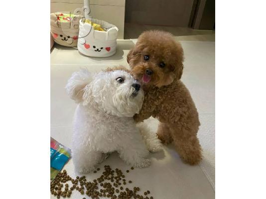 Cute Poodle puppies